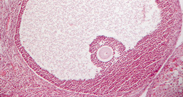 卵巢的橫截面（哺乳動物）