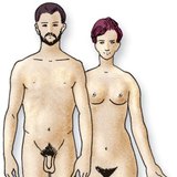 Female and male body types