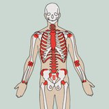 形成血细胞的地方