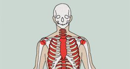 形成血细胞的地方