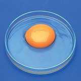 一个鸡蛋的组成部分