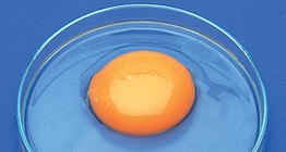 一个鸡蛋的组成部分