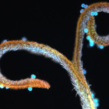 蒲公英的柱头与花粉