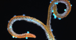 蒲公英的柱頭與花粉