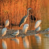 水鳥沐浴在晨光裏