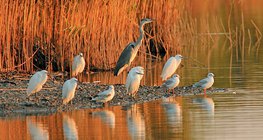 水鳥沐浴在晨光裏
