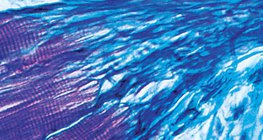 肌肉和肌腱之间的连接