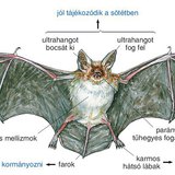 Denevér testfelépítése