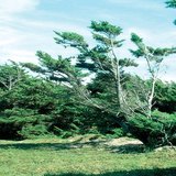 受只往一个方向吹的风的影响