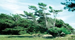 受只往一個方向吹的風的影響