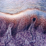 人類手指皮膚感受器的橫截面