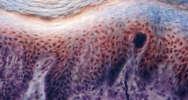 人类手指皮肤感受器的横截面