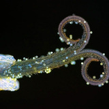 蒲公英的柱头与花粉（在紫外光下）