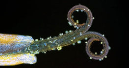 蒲公英的柱頭與花粉（在紫外光下）