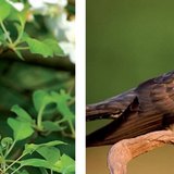 南丁格尔与杜鹃