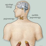 A belső elválasztású mirigyek