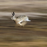 유럽 갈색 토끼