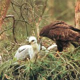 喂养幼鸟的常见鵟