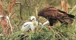 餵養幼鳥的常見鵟