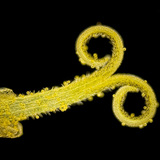 蒲公英的柱头与花粉（白光，暗背景）