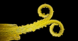 蒲公英的柱頭與花粉（白光，暗背景）