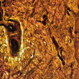 人类的手指皮肤的横截面