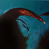 蜘蛛; 螯角和毒牙