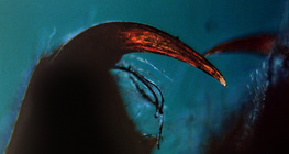 蜘蛛; 螯角和毒牙