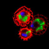 果蝇血细胞（染成红色的）吞噬细菌（染成绿色的）