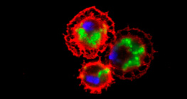 果蝇血细胞（染成红色的）吞噬细菌（染成绿色的）