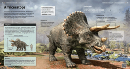 Triceratops