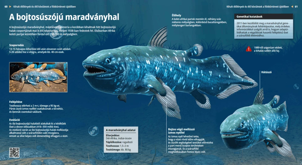 West Indian Ocean Coelacanth