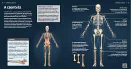 The Skeleton