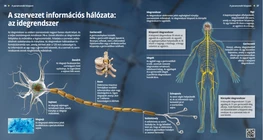 The Nervous System