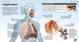 The Respiratory System