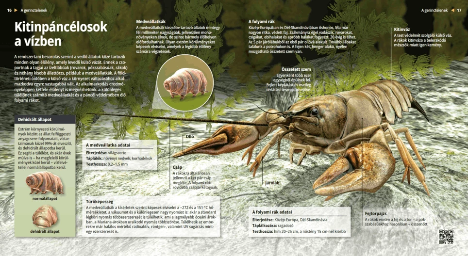 Tardigrades and Crayfish: Moulting Animals