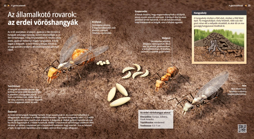 Southern Wood Ants: An Organised Army