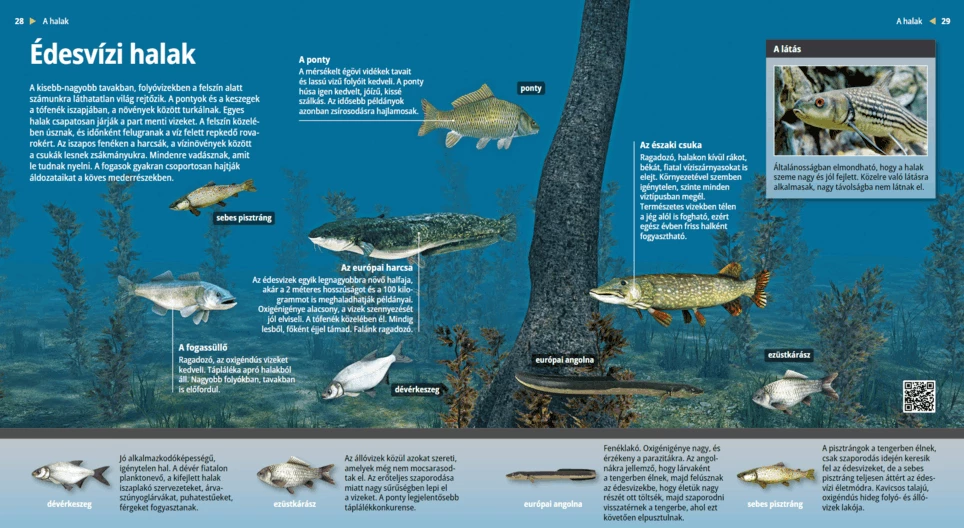 Freshwater Fishes