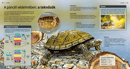 Turtles: Slow and Steady