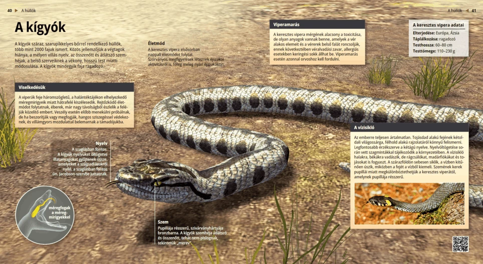 Snakes: Fang-tastic Creatures