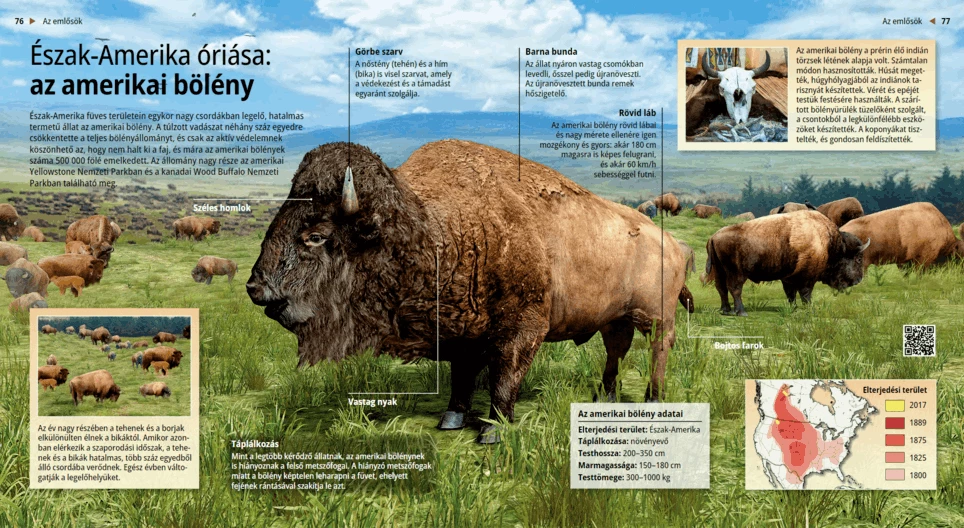 Giant of North America: The American Bison