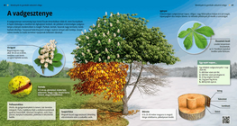 Common horse chestnut