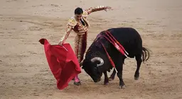 动物是如何看东西的？