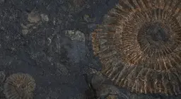 活化石