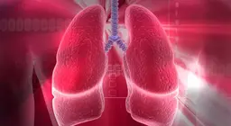 10 things to know about the human respiratory system