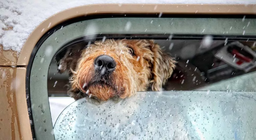 關於天氣的項目