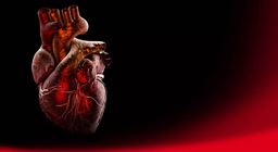 心臟的解剖結構（中間）