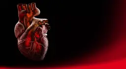 The anatomy of the heart (intermediate)