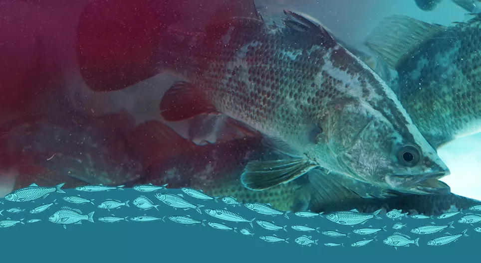 A haltenyésztés árnyoldalai