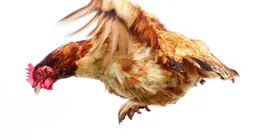 Can chickens fly?
